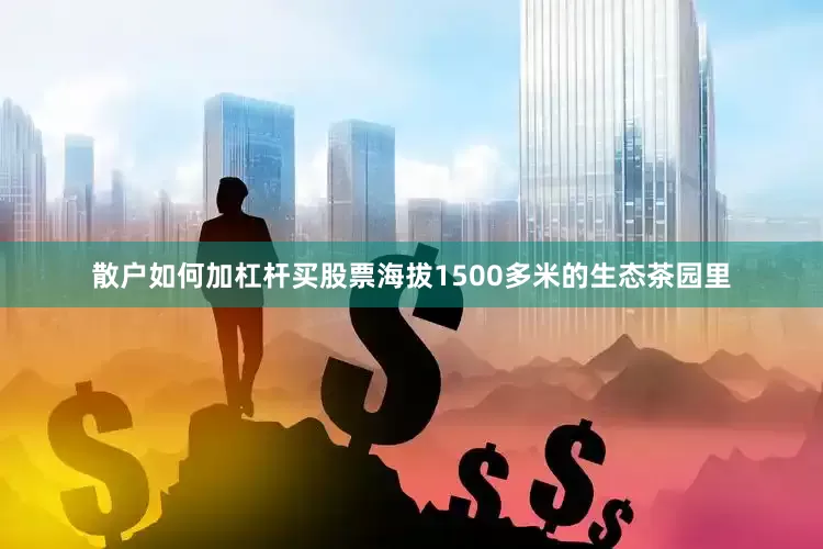 散户如何加杠杆买股票海拔1500多米的生态茶园里
